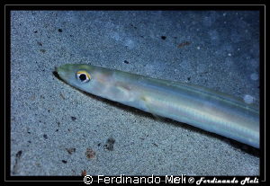 A curious fish in the bottom of the sea by Ferdinando Meli 